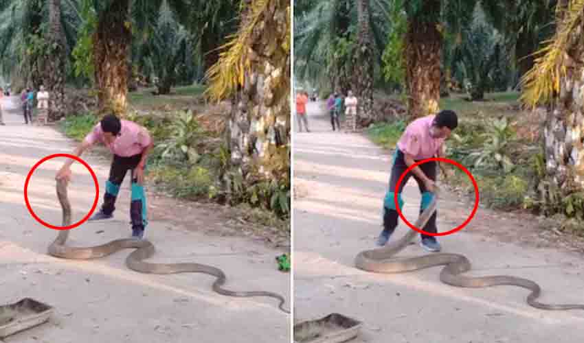 King Cobra : నీ గట్స్కి హ్యాట్సాఫ్.. చేతులతోనే కింగ్ కోబ్రాను ఎలా పట్టేశాడో చూడండి.. King Cobra : నీ గట్స్కి హ్యాట్సాఫ్.. చేతులతోనే కింగ్ కోబ్రాను ఎలా పట్టేశాడో చూడండి..