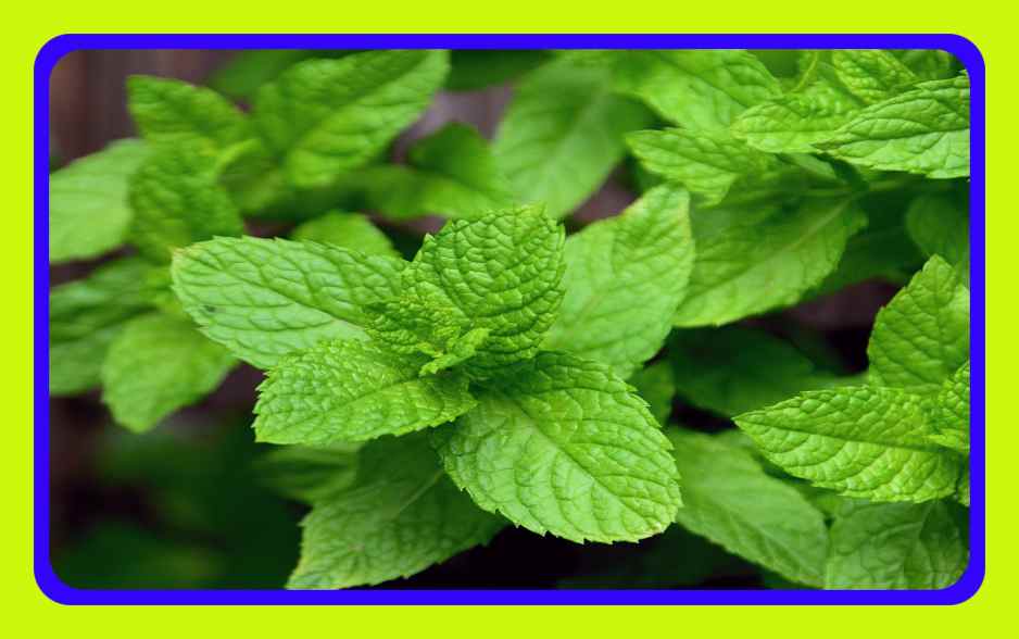 Mint Leaves