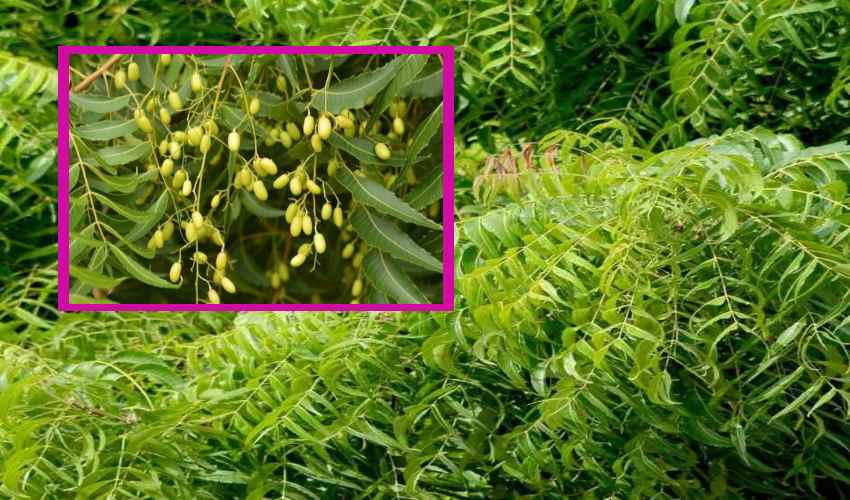 Neem Products : వేపఉత్పత్తులతో పంటలనాశించే చీడపీడలు నిర్మూలన Neem Products : వేపఉత్పత్తులతో పంటలనాశించే చీడపీడలు నిర్మూలన