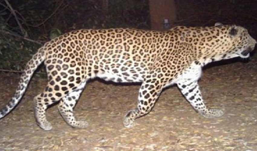 Leopard : నిర్మల్ జిల్లాలో చిరుత సంచారం – భయంతో వణికిపోతున్న గ్రామస్తులు Leopard : నిర్మల్ జిల్లాలో చిరుత సంచారం – భయంతో వణికిపోతున్న గ్రామస్తులు