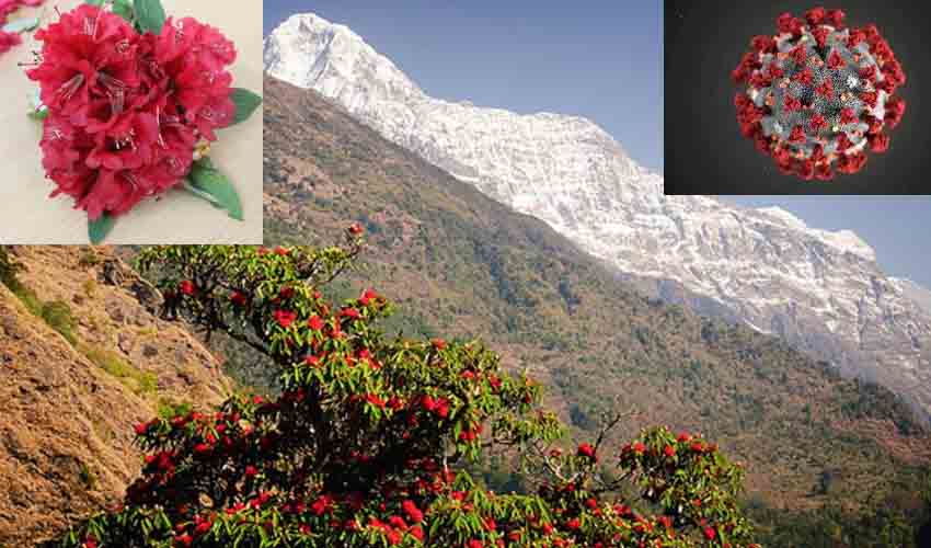 Phytochemicals : ఆ మొక్కలో కరోనాను నిరోధించే శక్తి..! ఐఐటీ శాస్త్రవేత్తల పరిశోధనలో ఆసక్తికర అంశాలు Phytochemicals : ఆ మొక్కలో కరోనాను నిరోధించే శక్తి..! ఐఐటీ శాస్త్రవేత్తల పరిశోధనలో ఆసక్తికర అంశాలు