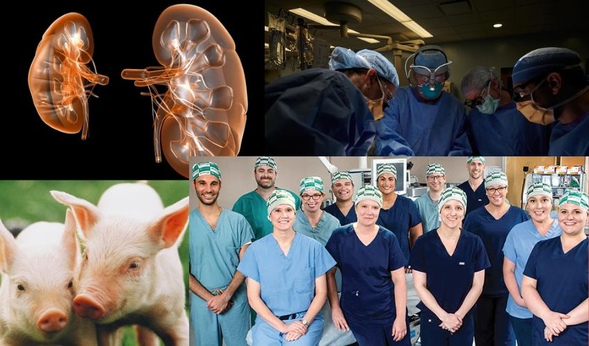 Pig Kidney
