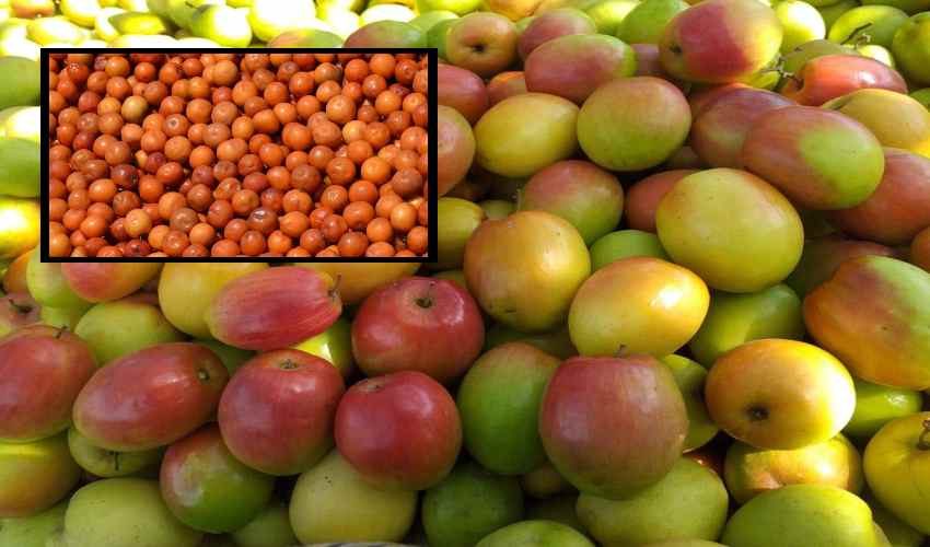 Regi Pandu : చలికాలంలో ఆరోగ్యానికి మేలు చేసే రేగిపండ్లు Regi Pandu : చలికాలంలో ఆరోగ్యానికి మేలు చేసే రేగిపండ్లు