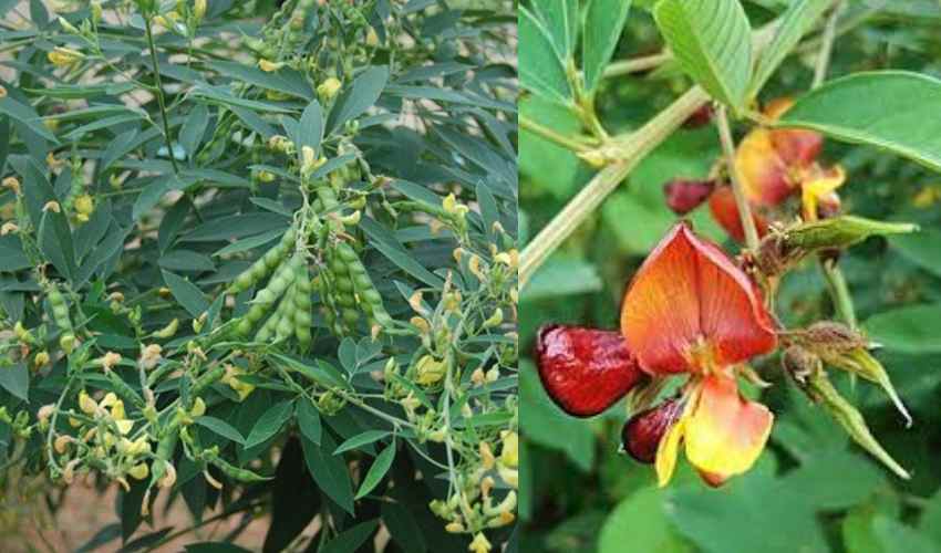 Toor Dal