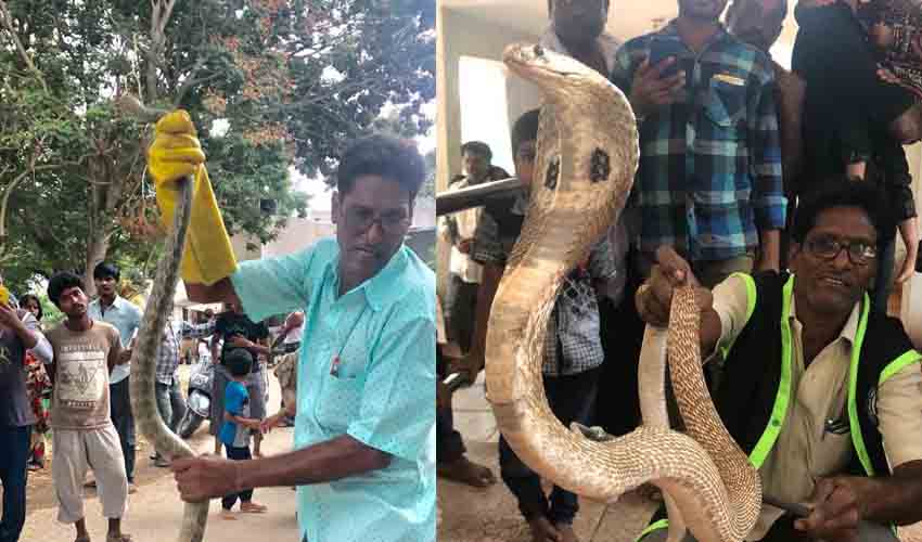 Ttd Snake Catcher Bhaskar Naidu