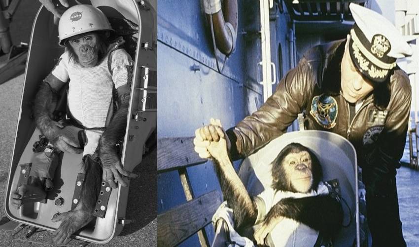 Today History Nasa First Chimpanzee In Space