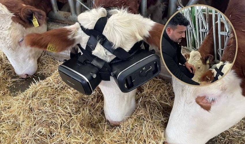 Vr Headsets For Cows