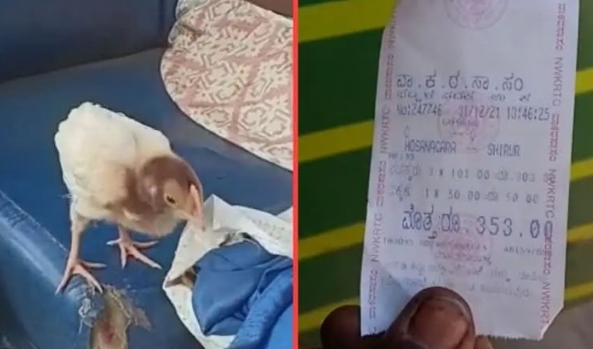 Viral News: రూ.10 కోడిపిల్లకి రూ.50 బస్ టికెట్! Viral News: రూ.10 కోడిపిల్లకి రూ.50 బస్ టికెట్!