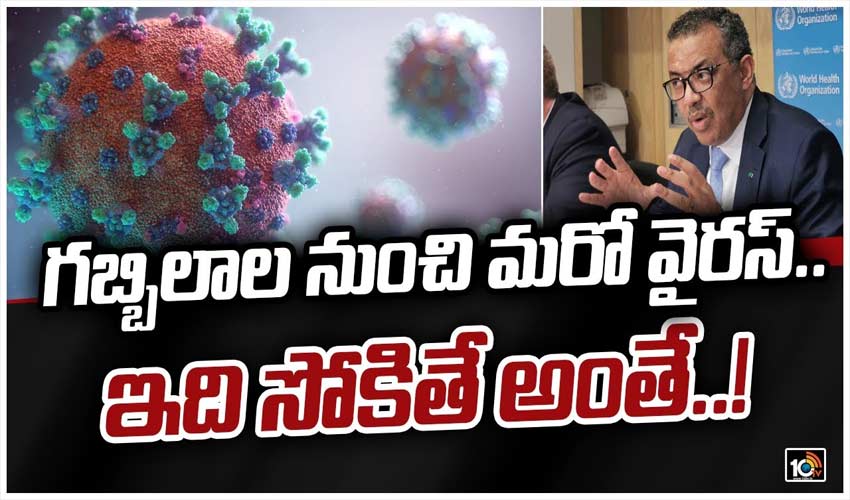 గబ్బిలాల నుంచి మరో వైరస్.. ఇది సోకితే అంతే..!