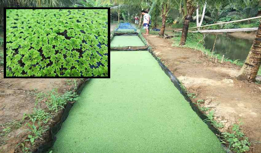 Azolla