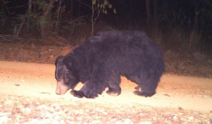 Bears in Srisailam: మూడు రోజులుగా శ్రీశైలంలో ఎలుగుబంట్లు హల్ చల్ Bears in Srisailam: మూడు రోజులుగా శ్రీశైలంలో ఎలుగుబంట్లు హల్ చల్