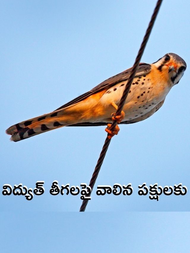 >కరెంట్ షాక్ కొట్టదా?
