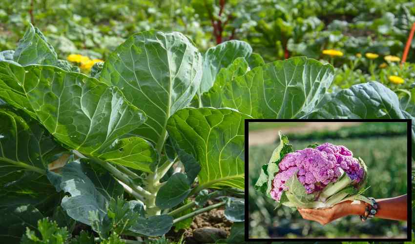Cauliflower : కాలీఫ్లవర్ సాగులో అనువైన రకాల ఎంపిక Cauliflower : కాలీఫ్లవర్ సాగులో అనువైన రకాల ఎంపిక