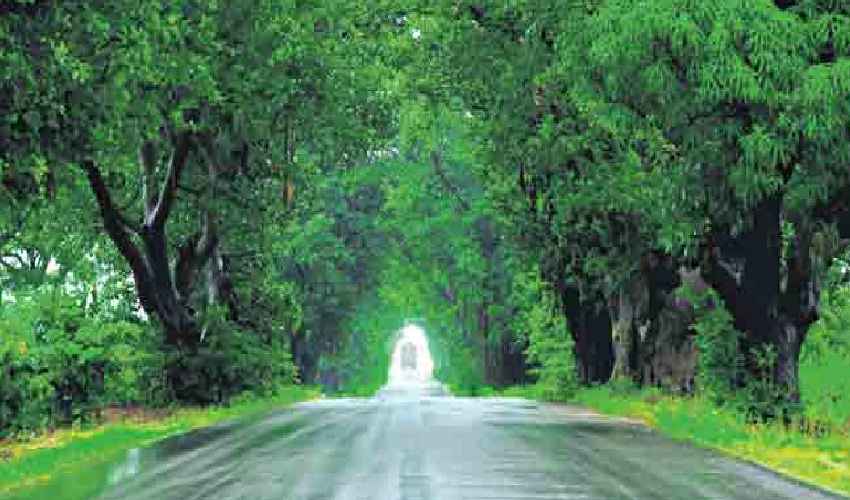 Forest Increase In Telangana