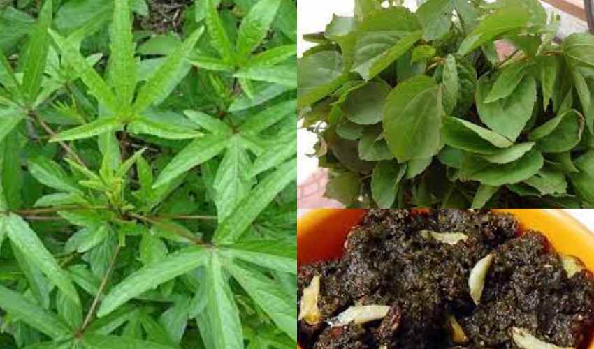 Gongura