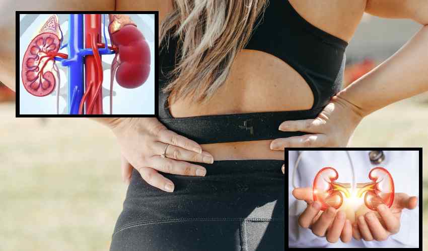 Kidney