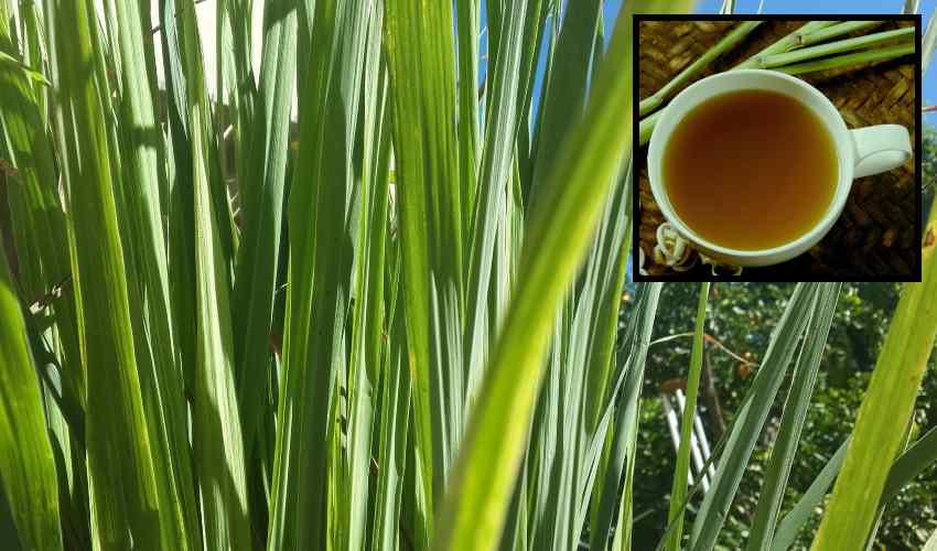 Lemon Tea : లెమన్ టీ తాగితే ఎక్కవకాలం జీవించవచ్చా?… Lemon Tea : లెమన్ టీ తాగితే ఎక్కవకాలం జీవించవచ్చా?…