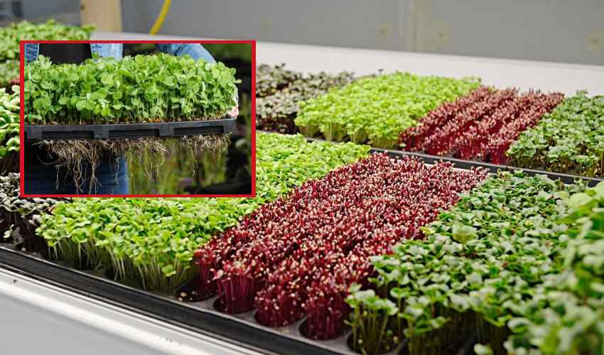 Micro Greens : అధిక మొత్తంలో పోషకాలందించే మైక్రో గ్రీన్స్ Micro Greens : అధిక మొత్తంలో పోషకాలందించే మైక్రో గ్రీన్స్