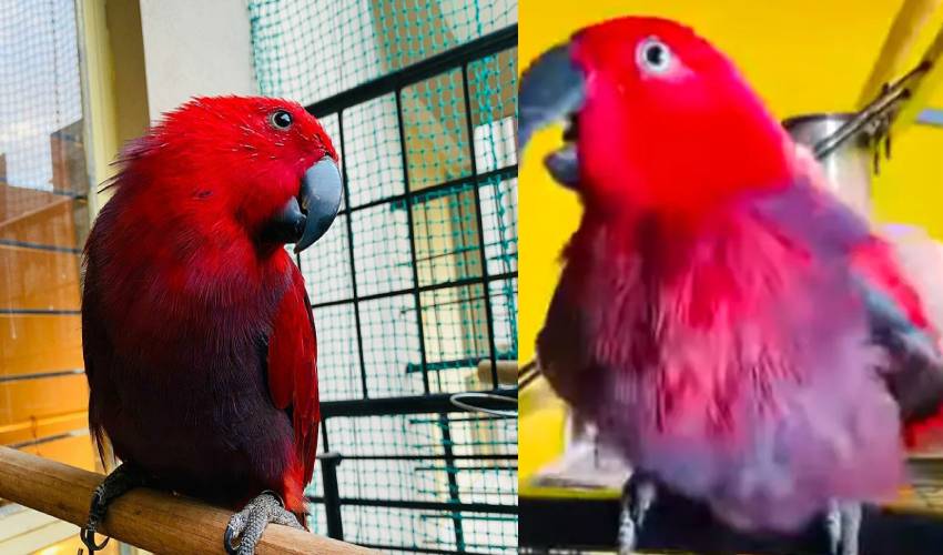 Parrot Imitates Iphone Ringtone