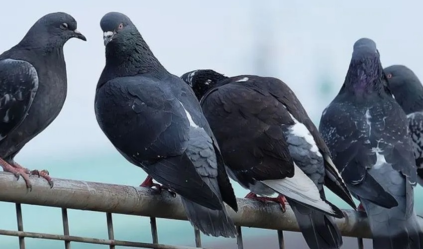 Millionaire Pigeons: పావురాల పేరుమీద కోట్ల రూపాయల ఆస్తులు, మన ఇండియాలోనే Millionaire Pigeons: పావురాల పేరుమీద కోట్ల రూపాయల ఆస్తులు, మన ఇండియాలోనే