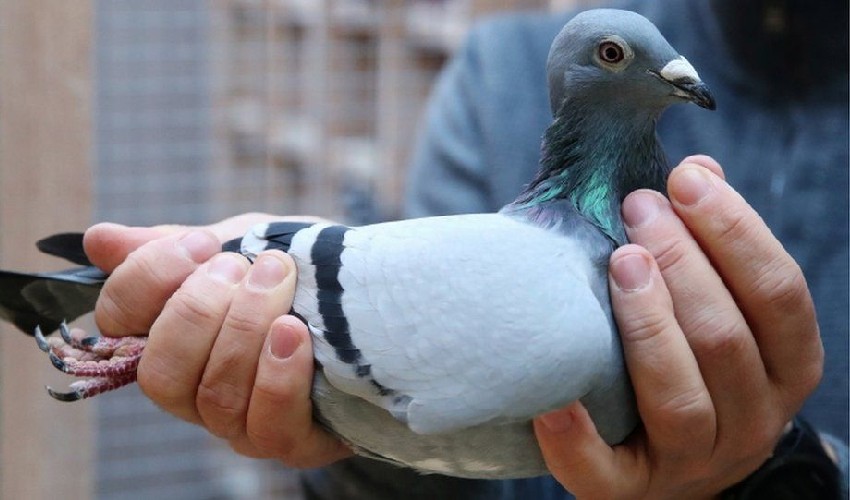 Pigeon