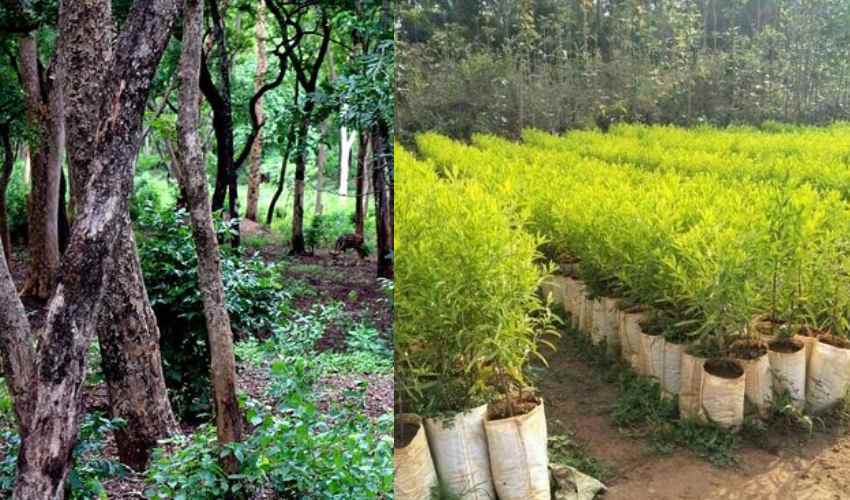 Sandalwood Cultivation