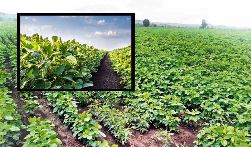 Intercrop : పత్తిలో అంతరపంటగా సోయాచిక్కుడు సాగు Intercrop : పత్తిలో అంతరపంటగా సోయాచిక్కుడు సాగు
