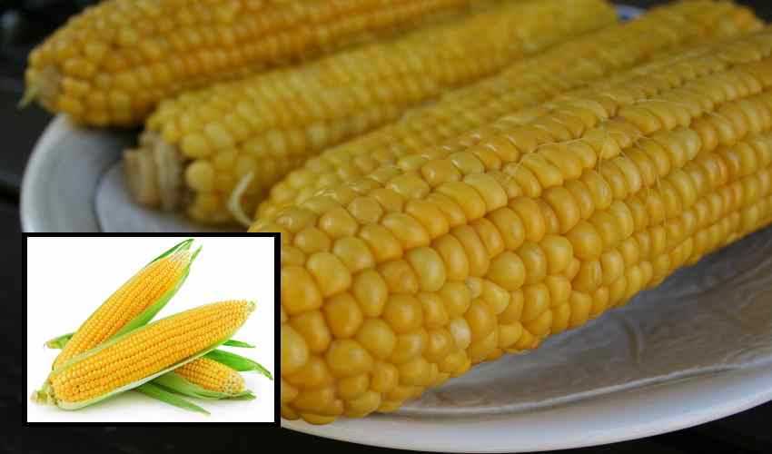 Sweet Corn : స్వీట్ కార్న్ తినటం వల్ల కలిగే ప్రయోజనాలు తెలుసా?.. Sweet Corn : స్వీట్ కార్న్ తినటం వల్ల కలిగే ప్రయోజనాలు తెలుసా?..
