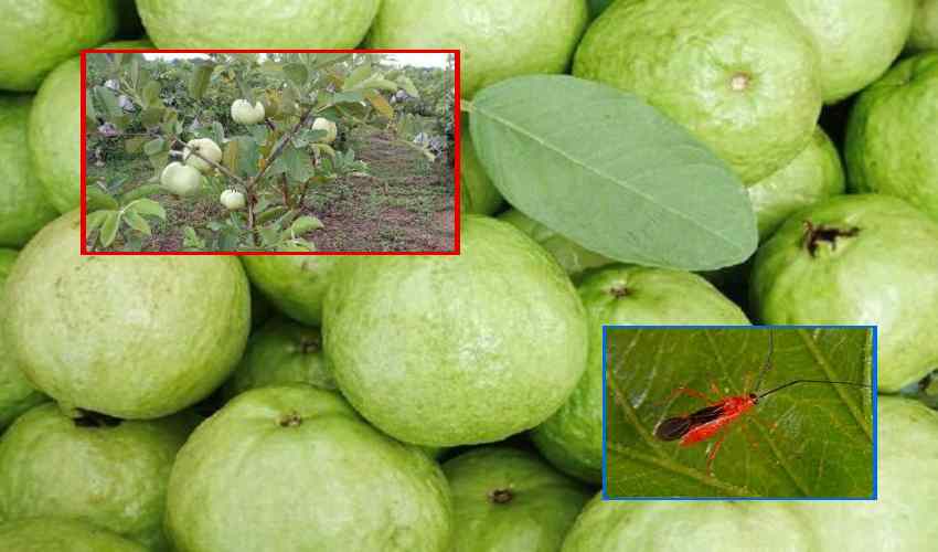Thiwan Guava