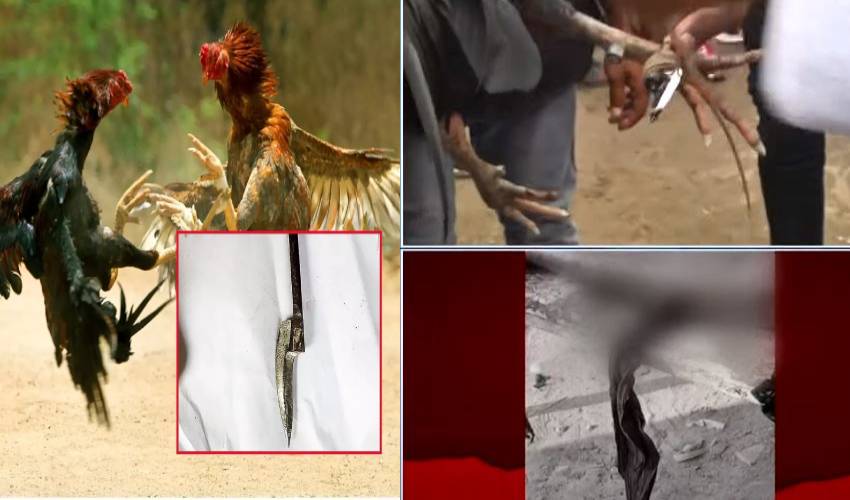 AP Kodi pandalu : జనాలమీదకు దూసుకొచ్చి..వ్యక్తి ప్రాణాలు తీసిన పందెం కోడి AP Kodi pandalu : జనాలమీదకు దూసుకొచ్చి..వ్యక్తి ప్రాణాలు తీసిన పందెం కోడి