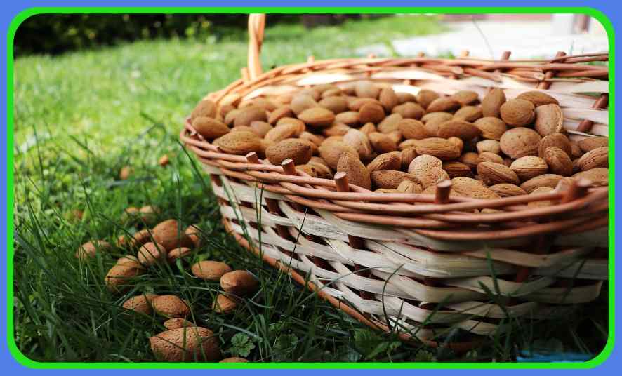 Eat Almonds : బాదం తింటూ చెడు కొవ్వులు కరిగించండి.. Eat Almonds : బాదం తింటూ చెడు కొవ్వులు కరిగించండి..