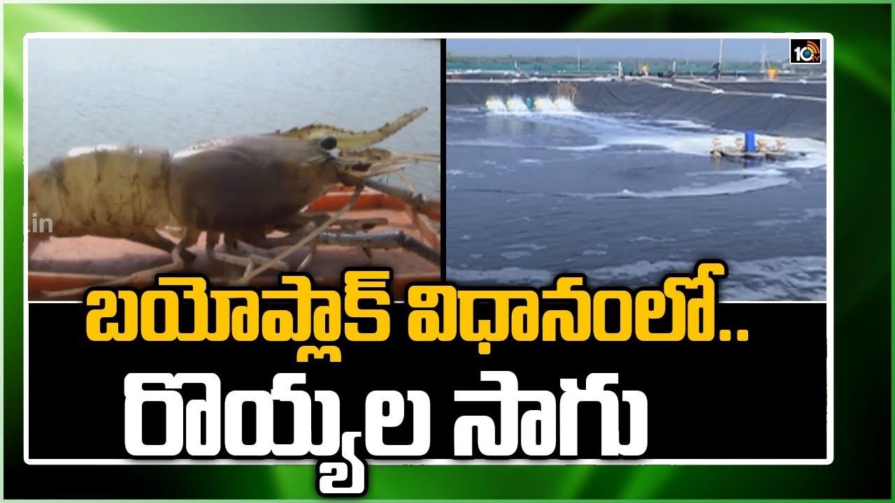 Shrimp farming: బయోప్లాక్ విధానంలో..సూపర్ ఇంటెన్సివ్ రొయ్యల సాగు