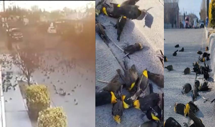 Birds Dropping Gone In Mexico