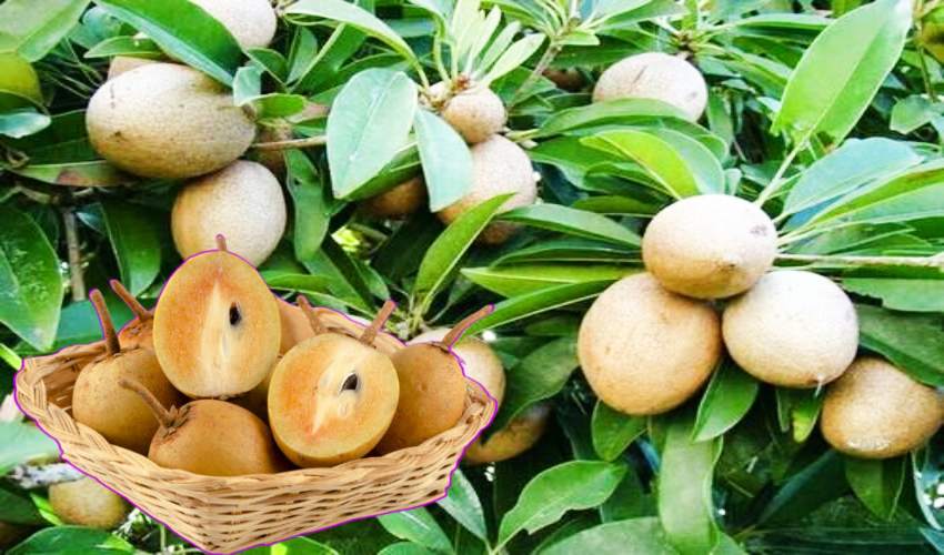 Chiku Fruit : సపోటాలు తింటే క్యాన్సర్ రాదా?.. Chiku Fruit : సపోటాలు తింటే క్యాన్సర్ రాదా?..