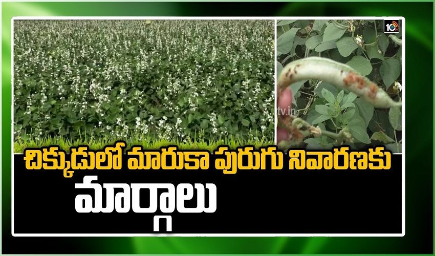Chikkudulo Maruka Purugu Nivaranaku