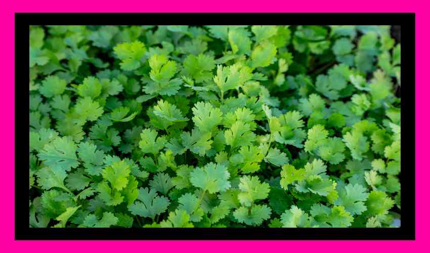 Coriander