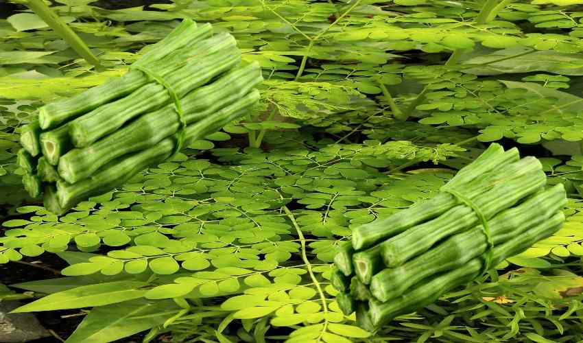 Drumstick Cultivation : మునగలో చీడపీడల నివారణ Drumstick Cultivation : మునగలో చీడపీడల నివారణ