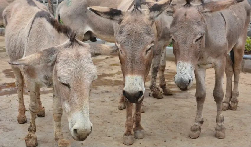 Donkey