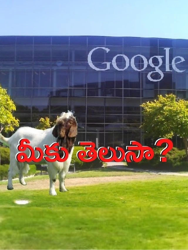 >మేకలను అద్దెకి తీసుకున్న గూగుల్!