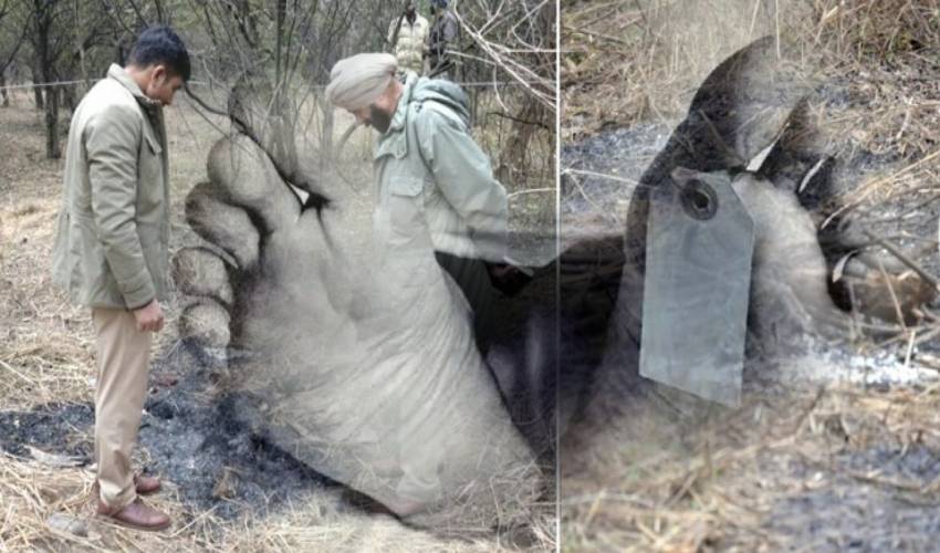Half Burnt Dead Bodies In Forest