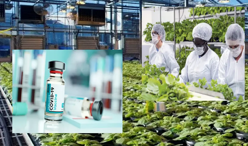Medicago Plant Based Covid 19 Vaccine Approved By Health Canada