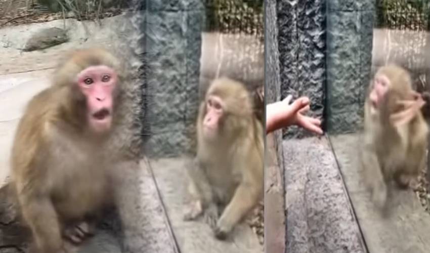Monkey Shocked After Watching Magic Trick