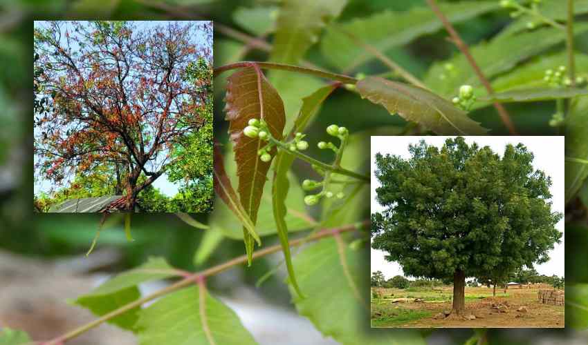 Neem : వేపలో శిలీంద్ర తెగులు, టీ మస్కిటో కు హోమియోపతి మందు Neem : వేపలో శిలీంద్ర తెగులు, టీ మస్కిటో కు హోమియోపతి మందు