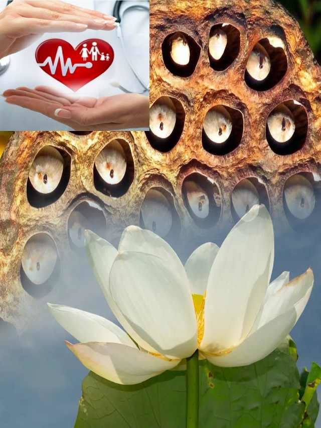 >తామర గింజలు తింటే ఆరోగ్యం మీ వెంటే..