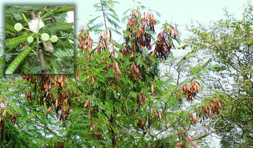 Subabul Cultivation : రైతులకు అదాయానిచ్చే… సుబాబుల్ సాగు Subabul Cultivation : రైతులకు అదాయానిచ్చే… సుబాబుల్ సాగు