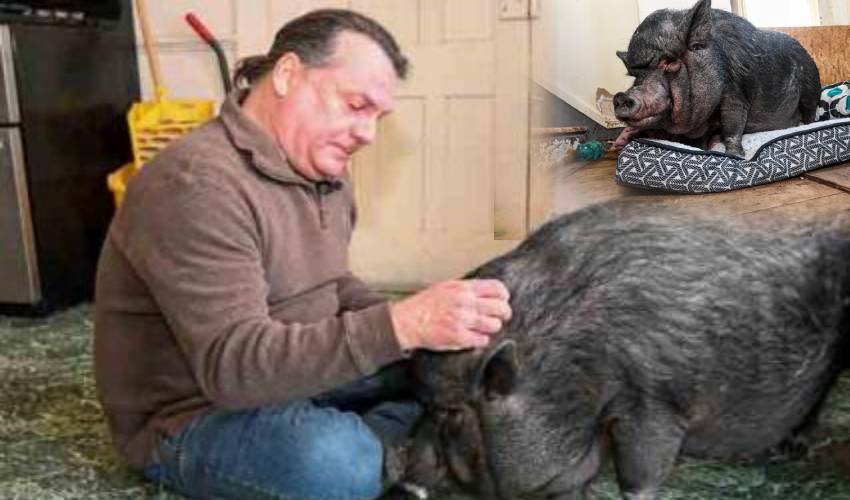 To Court For Pig