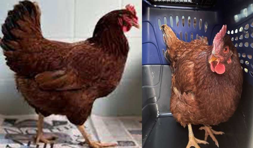 Us Police Arrest Hen