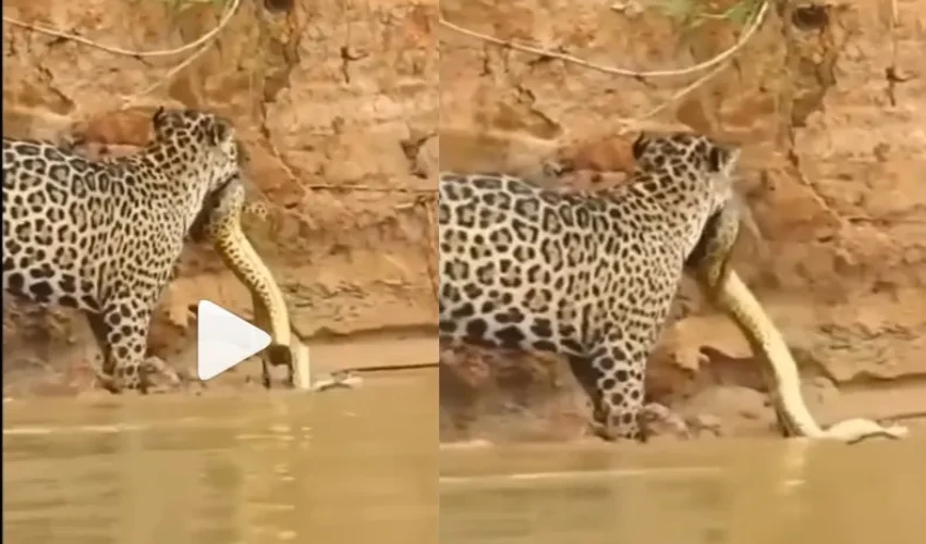 Viral Video Python, Leopard Swooped Down On Seeing What Happened Again, Watch The Video