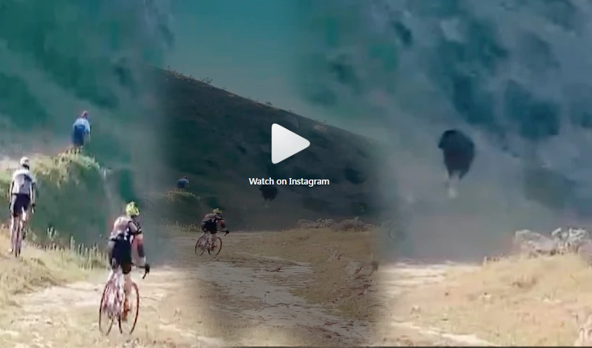 Watch Cyclist Tossed In The Air By Raging Bull During Race (1)