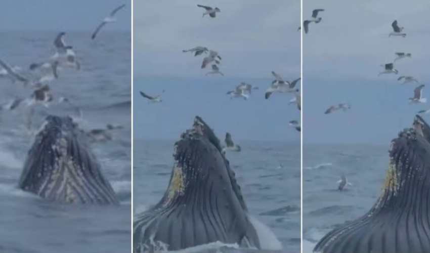 Whale And Birds Viral Video